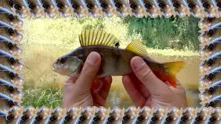 Chill Day Fishing on a Tiny Polish River Vol. 2