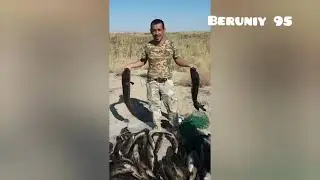 sazan . baliq ovi