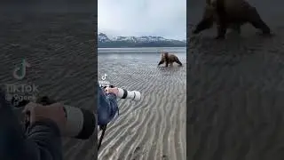 Ayı Saldırısında Ne Yapmalıyız?