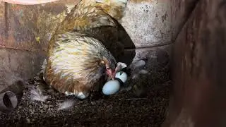 Chicken Gas Tank