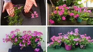 Bouturer du géranium en pot