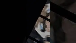 Вся команда котиков в одном видео