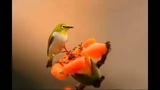 Khuyên Mái Chíu Full 28'22s flv   YouTube