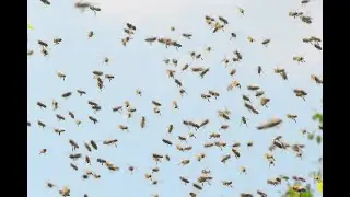 пчелосемья ворует: признаки при осмотре летка