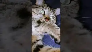 СМЕШНЫЕ КОШКИ / ПРИКОЛЫ С КОШКАМИ