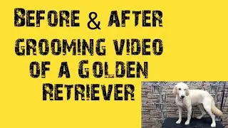 dog grooming video