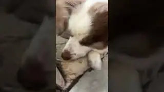 Hanging out with my dog