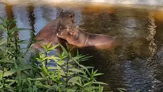 Cute Baby Hippo Glimpse | Sarthana Nature Park Surat | Zoo in Surat |