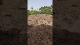 Ceviz bahçesi 2