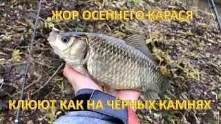 Ловля оголодавшего КАРАСЯ на поплавок перед зимовкой! Рыбий жир