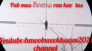 hungting/yos hav zoov tua noog part 8/ຍິງນົກກີນໝາກ