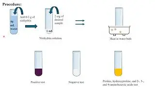 Exp 24 (Shriner Book): Ninhydrin Test