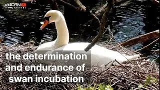 the determination and endurance of swan incubation #swan #incubator