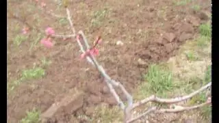 Весенние работы в молодом персиковом саду.