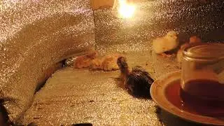 Инкубация куриных яиц 21 день.