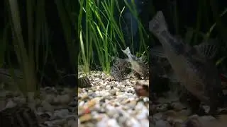 Вечерний приём пищи