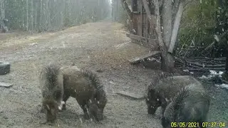 The boars have come to feast. Day and snow. Slurping. Birdsong. Hunting and fishing. Boar issue 180
