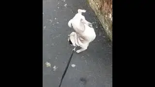 Унесённая ветром)))