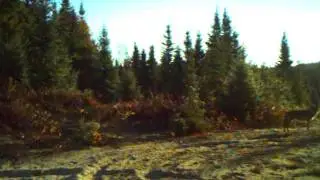 Sneaky Wolf