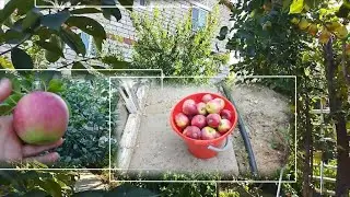 ОСЕННИЙ УРОЖАЙ ЯБЛОК 2023