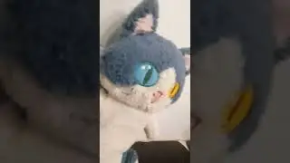 Нашел бебрика и смачно чпокнул его🥵 