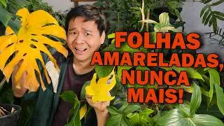 Resolva as Folhas Amareladas.