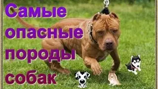 Топ 5. Самые опасные породы собак в мире