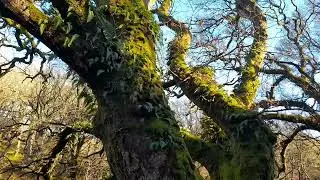 Hareshaw Linn after rain