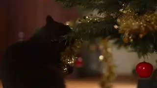 Christmas Morning Memories The Magic Never Fades