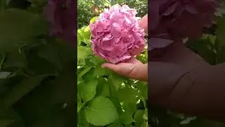 гортензия Forever and Ever