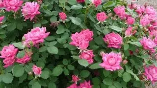 Making Garden Bed For Planting Pink Double Knock-Out Roses (Part 1): Simple Gardening Ideas By Aiman