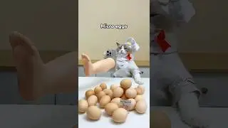 If making eegs is a competition 😂😂 
