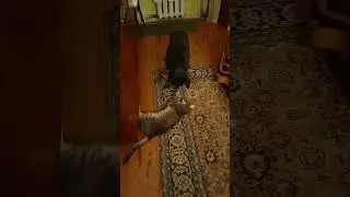 Как кошка с собакой...