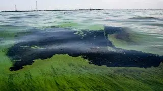 Contaminación en El Lago de Maracaibo | Playa de Hotel VENETUR | Venezuela