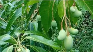 Mango🥭 Tree🌳 Slow Motion Short  Video😱 Amazing🤩 Technology❤️ #shorts #youtubeshorts #mango #Tree😱🥭🌳🔥