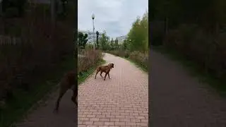 Джина потерялась