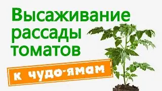 Высаживание рассады томатов к чудо ямам