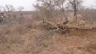 Power of a male lion
