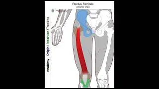 Rectus femoris - Anatomy perspective discussion