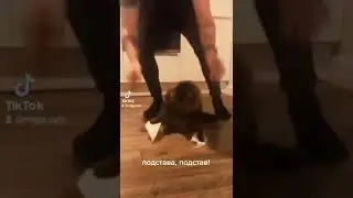 #смешныекоты #приколы