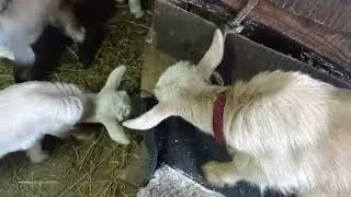 Опять пополнение...
