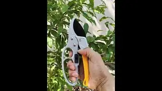 Essential Gardening Scissors: Fruit Picking and Flower Pruning Shears for Easy Fruit Tree Trimming!