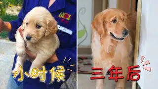 养狗3年，铲屎官记录下所有珍贵的画面，看完已泪目！