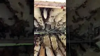 Карника ACA