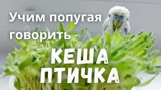 Учим попугая говорить 