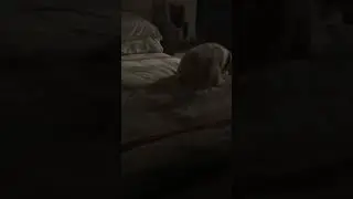 My dog playing with a toy donut again.