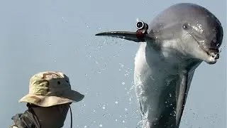 How the Russians employ dolphins for military combat