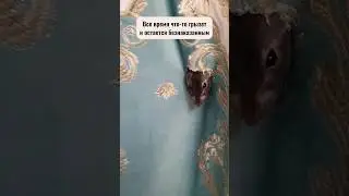 А у вас есть такие охранники? 