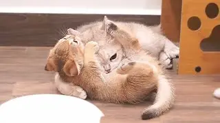 Mother cat got angry and grabbed the kitten to punish him after he provoked her.
