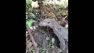 What do land monitor eat ?